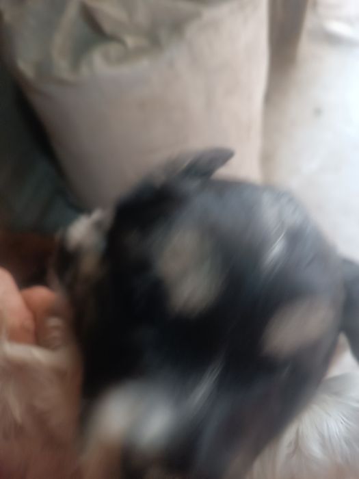 Щенки месячные,подкидыши