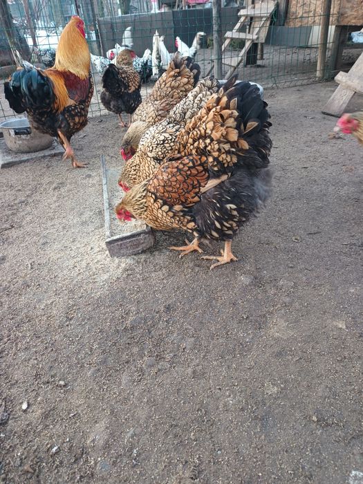 Araucana gât Aurii, Wiandotte GSG