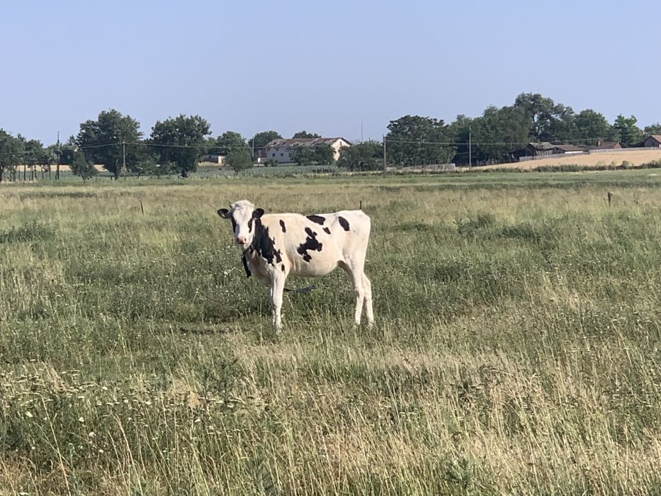 Vițele holstein de vânzare.