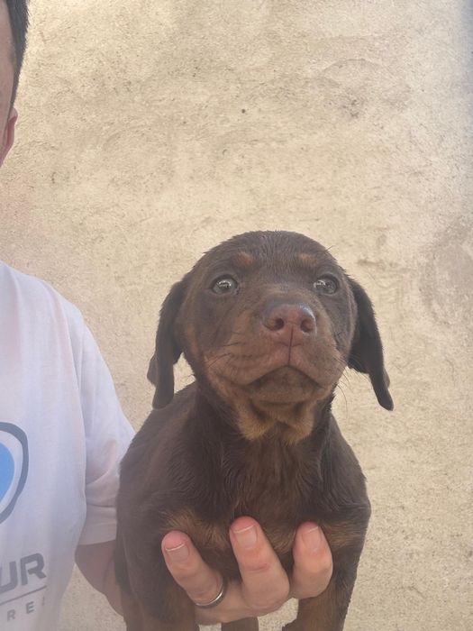 Teckel Ciocolata cu ochi verzi