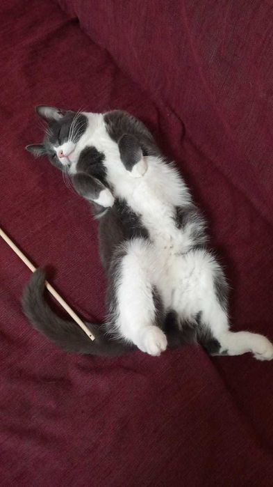 Домашний кот в добрые руки.