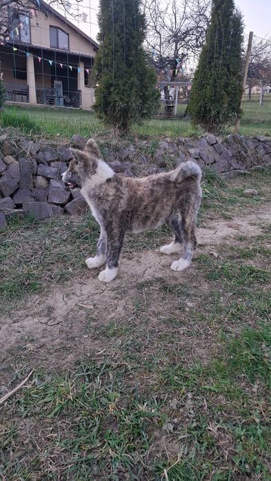 Dau doi catelusi spre adopție