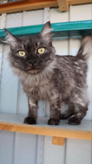 Маркиз ждёт тебя!