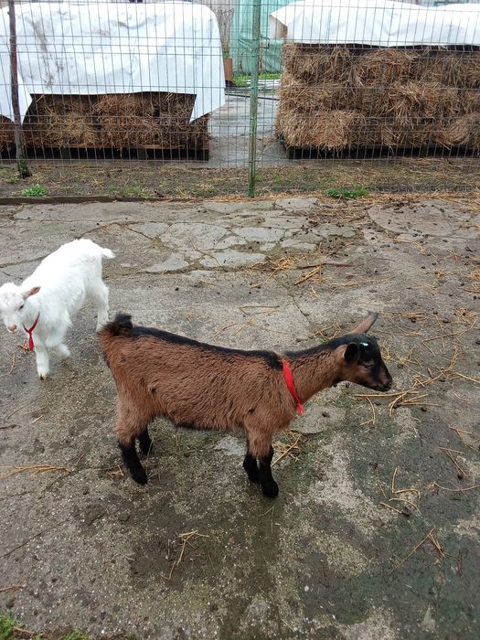 Vând ieduță alpina franceza