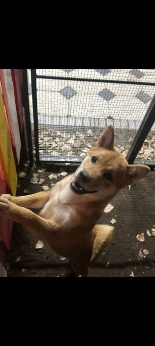 Продам милашку сиба-ину