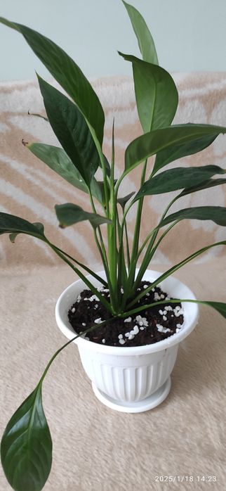 Продам " дамское счастье " , молодые суккуленты