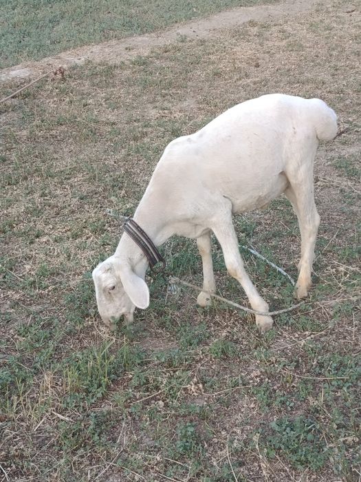 Кучкор барар сотилади