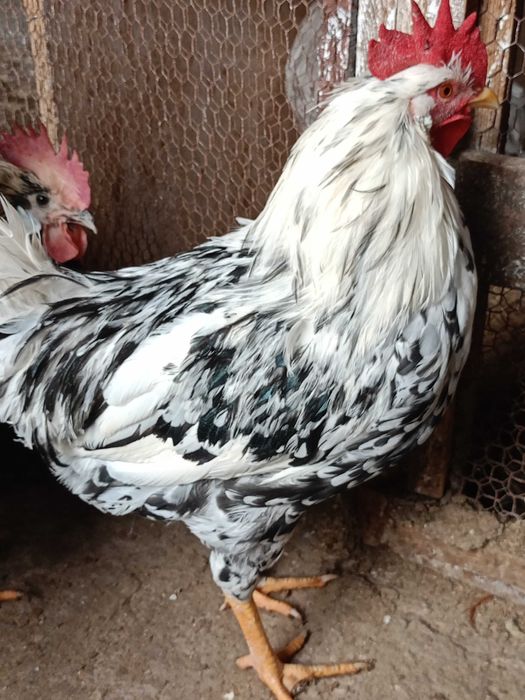 Продавам следните птици..