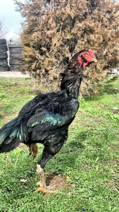 ELITA SHAMO DAKAN!
Baland bo‘yli, oyoqlari toshdek, xarakteri yirtqich