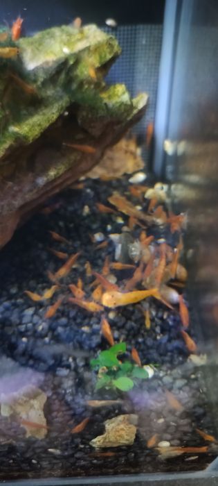 Vând creveți Orange , plante și labeo bicolor