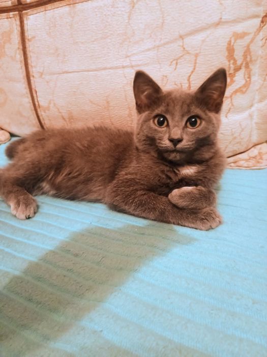 Отдам в добрые руки котенка