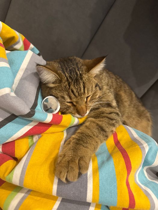 Пропал кот Район Мирный,Карбшева