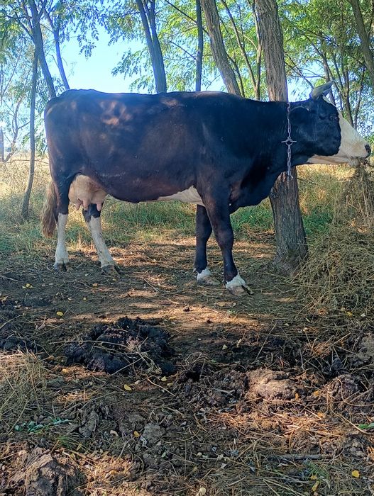 Vând vaca de 4 ani fătată recent