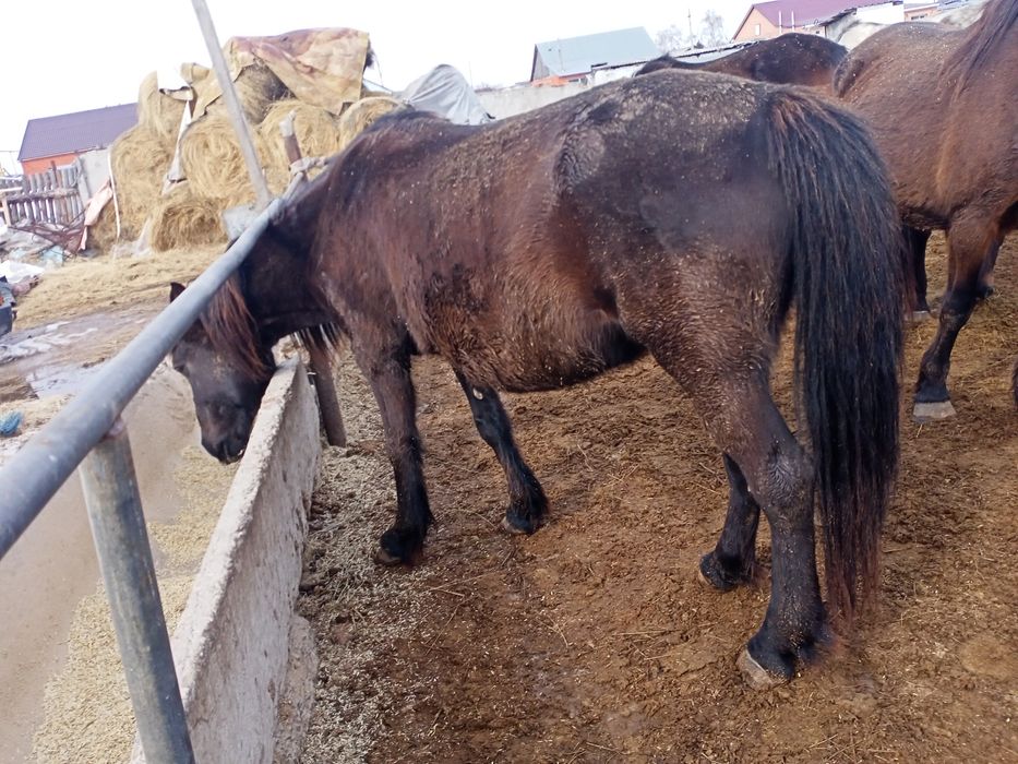 Продам жерёбая кабылка