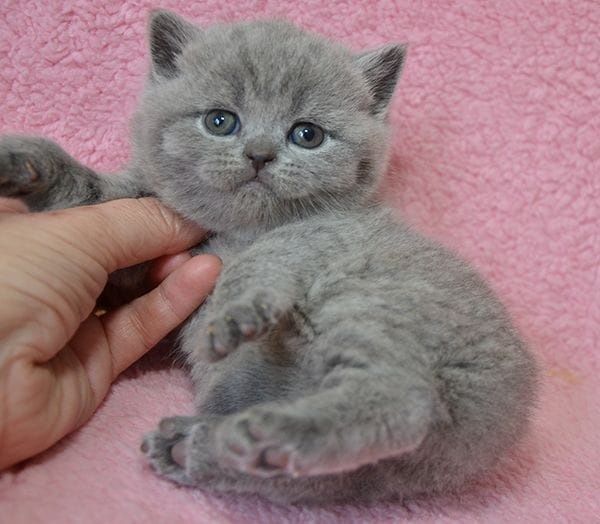 Продам британских котят