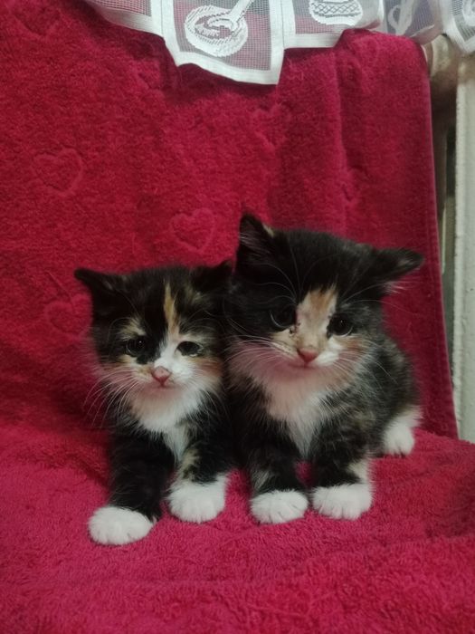 Отдам  котят в добрые руки
