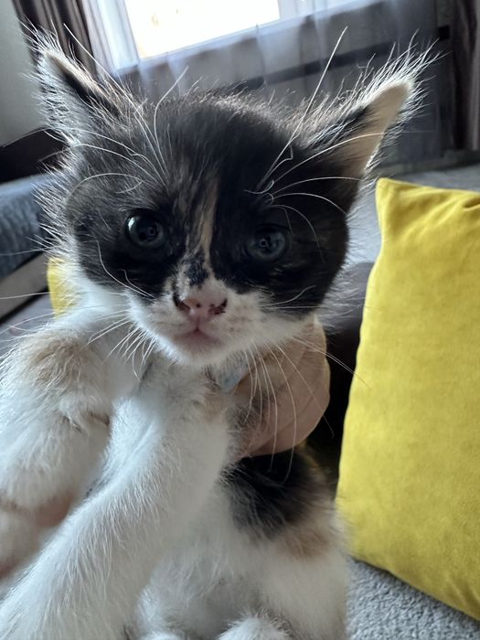 Отдам котят даром