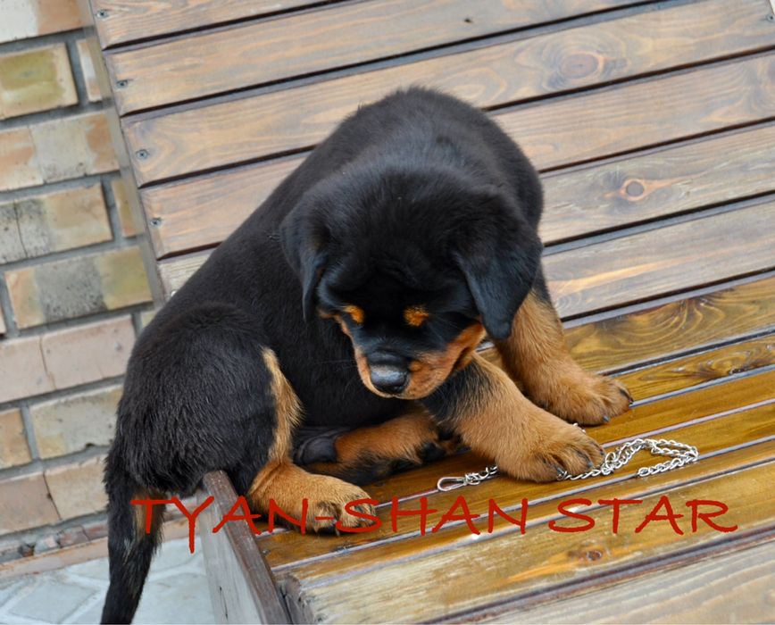 Щенки ротвейлера ADRK линия