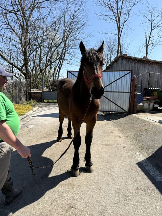 Vand urgent manz de un an  foarte bland