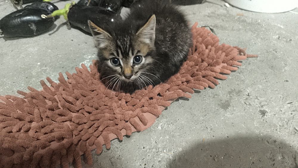 отдам котенка в хорошие руки
