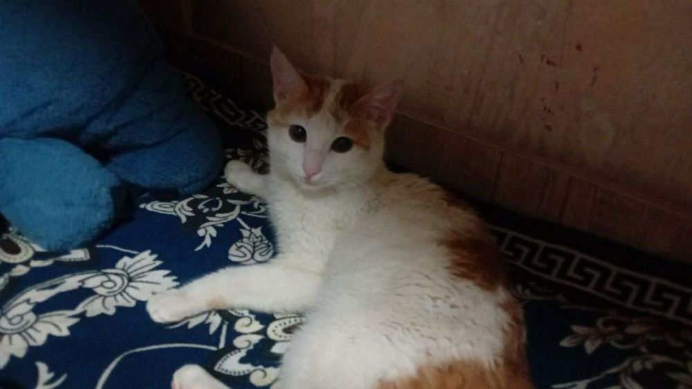 Очень ласковый котёнок.