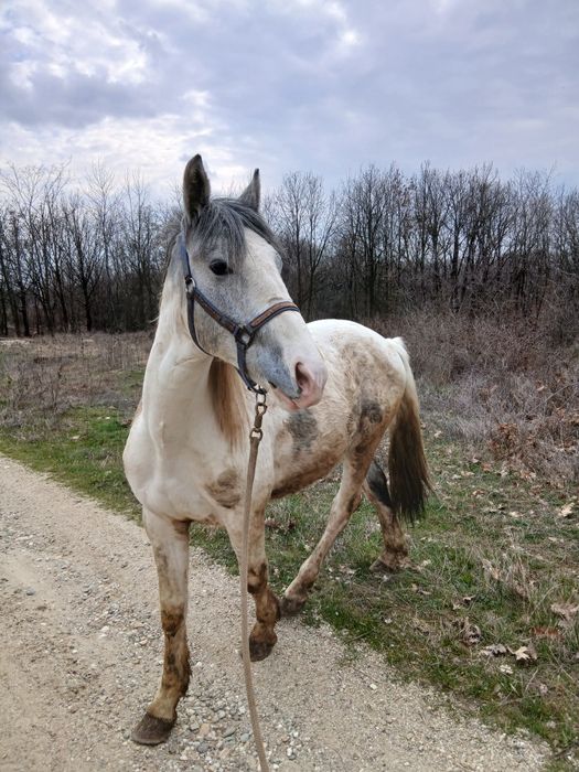 Manz pinto de 2 ani bland