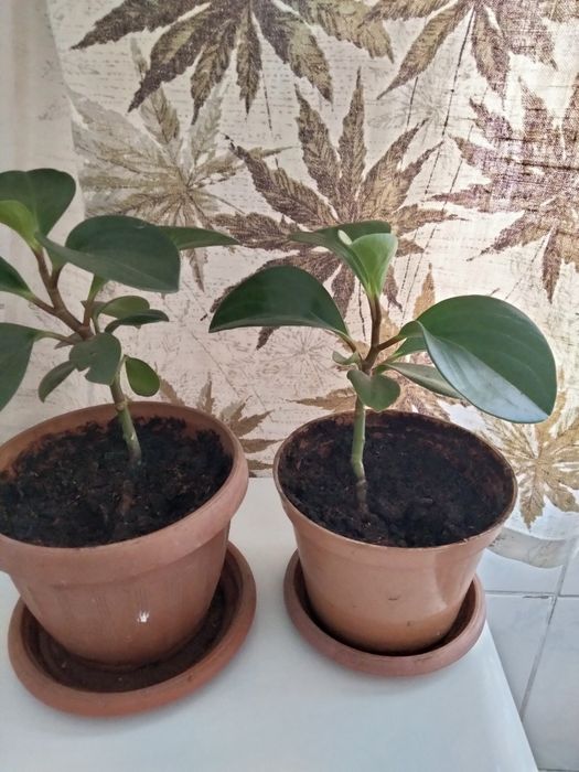 Пеперомия комнатный цветок