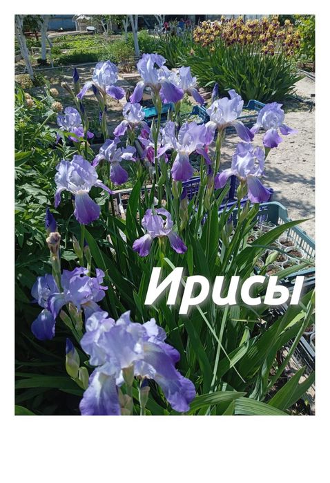 Цветы Ирисы многолетние