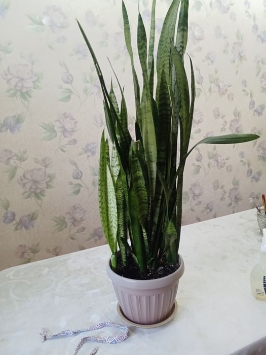 үй гүлдерін сатамын