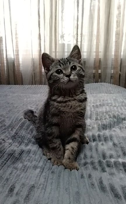 Шотландский котик. Скоттиш страйт.