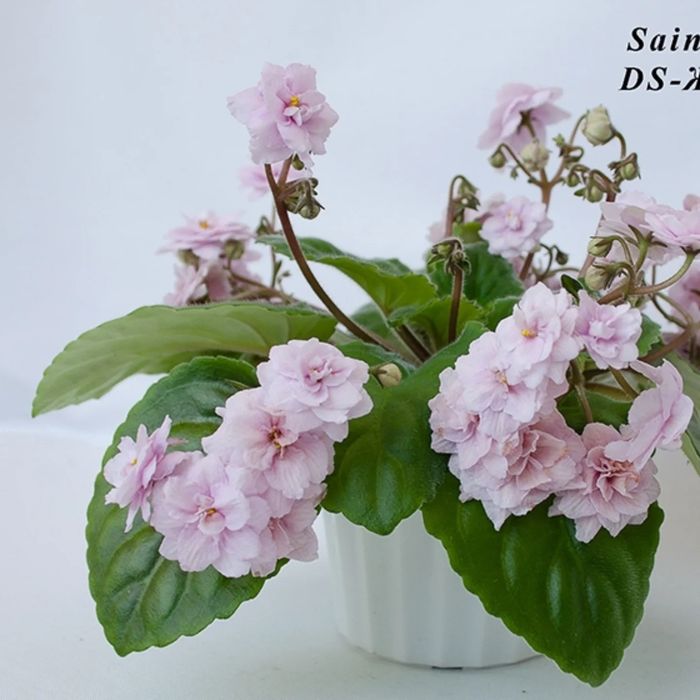 Продам листики сортовых фиалок.