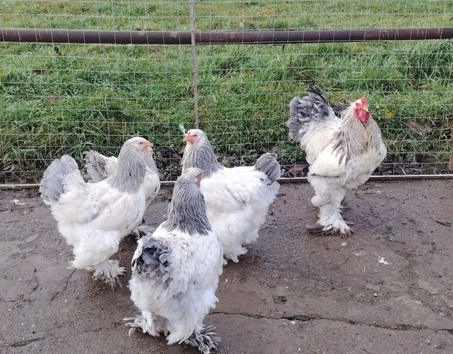 Ouă găini brahma pentru incubat