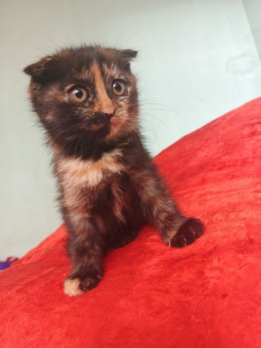 Skottish fold qiz bola sog'lom 3 oylik 100$