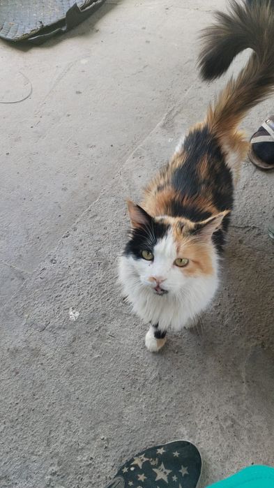 Кошечка 1,5 месяца