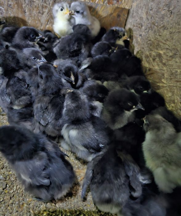 Продаются недельные цыплята