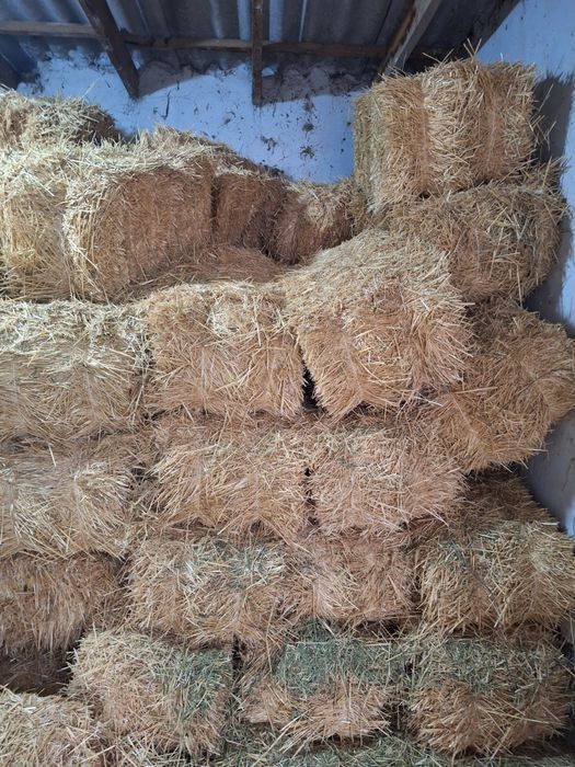 Сабан бийдайдики сатылады