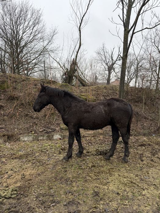 Mânz Barok Friz 10 luni