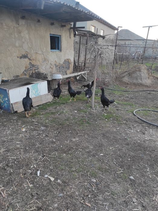 Продам бойцовых куриц и петухов