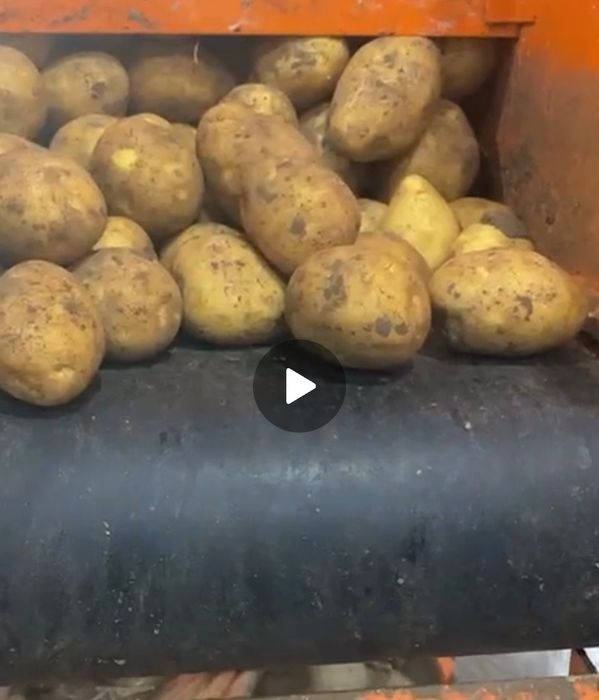 Картошка сорт "Галла". Оптовая продажа.