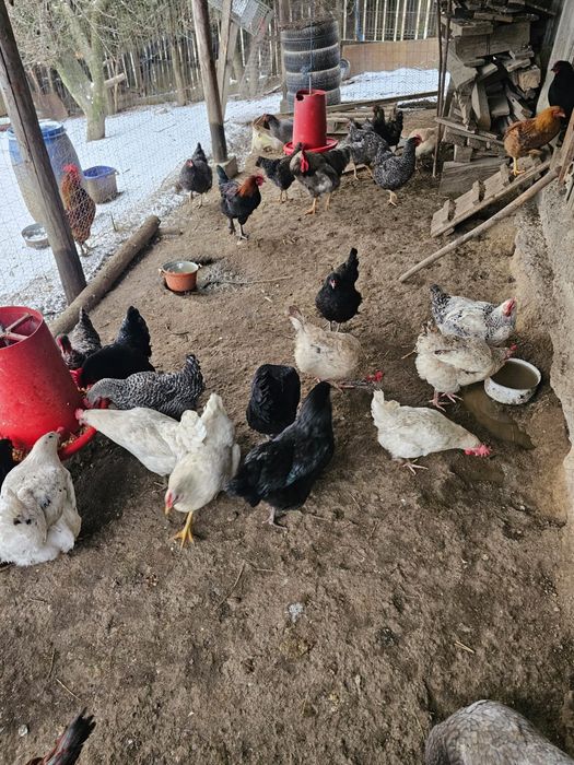 Găini și cocoși de vânzarea