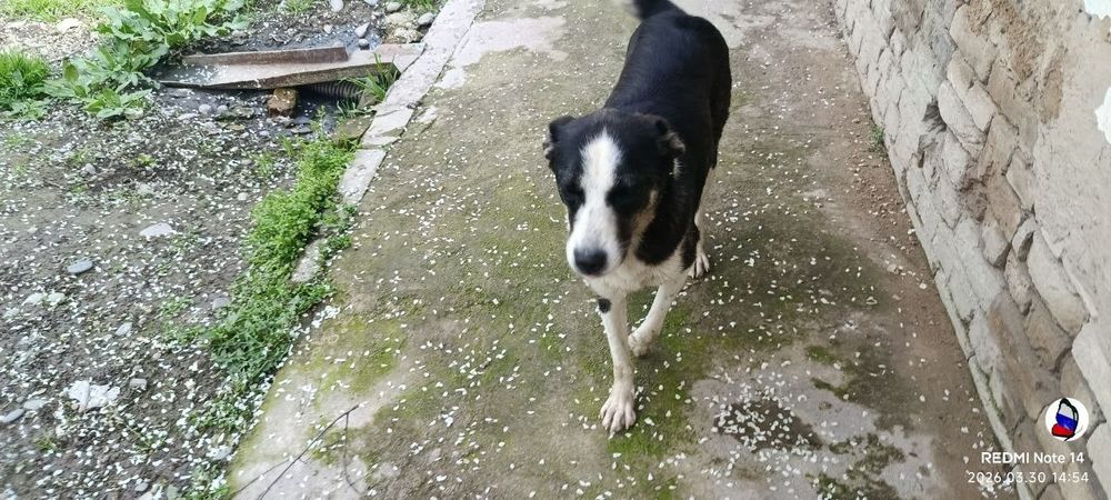 Пристраиваються щенята и мама щенят.