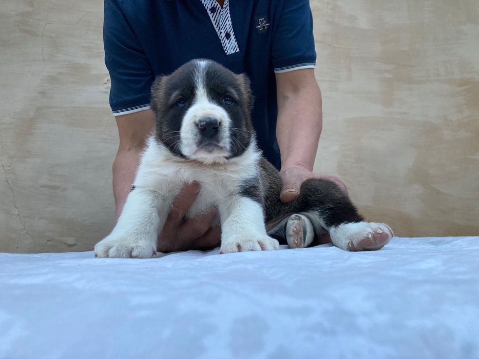 Щенок Алабая ( Туркменский )