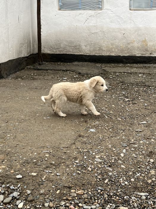 Алабай щенки күшіктер