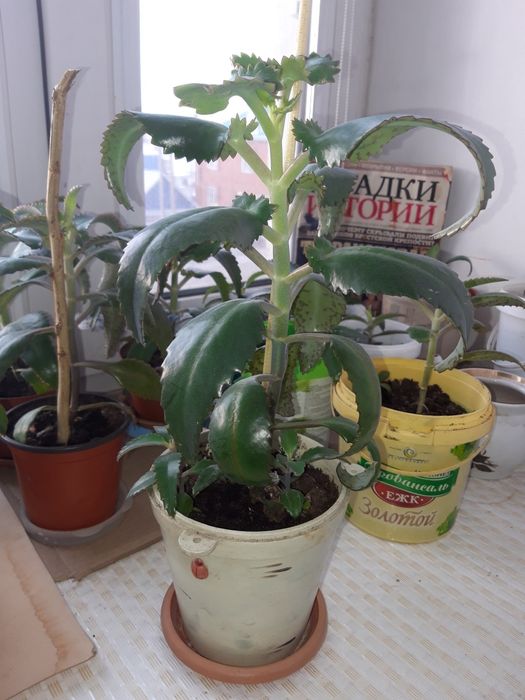 Каланхоэ лечебное.