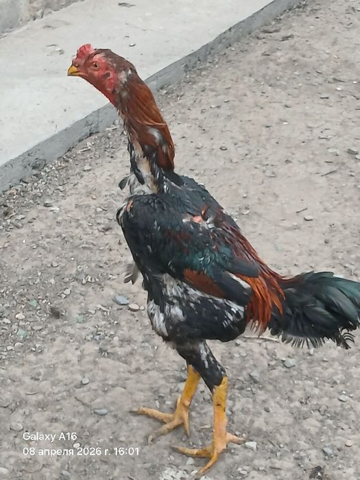 Дакан кореец молодои