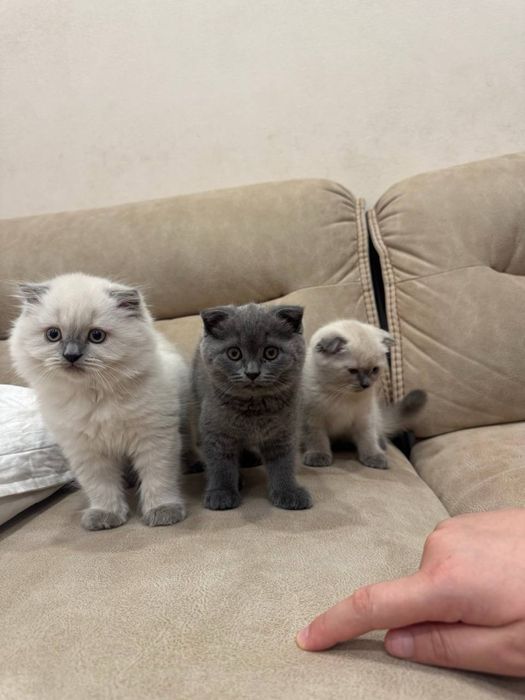 Вислоухие котята 2 месяца очень ласковые прирученные к лотку