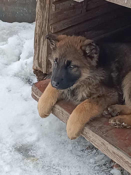 Продажа животных