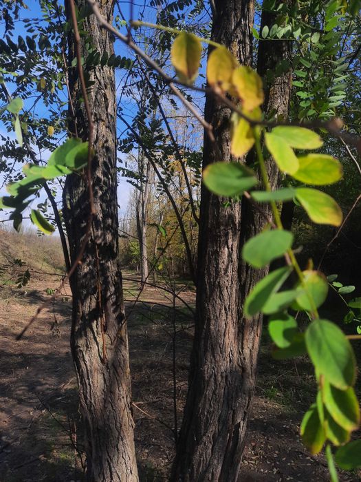 Bustean de salcâm de vinzare 300 metri cubi