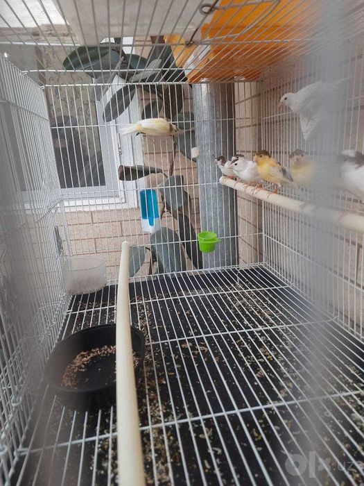 Канарейка Трайник сайрок кушлардан чиккан 2 ойлик жужалар сотилади