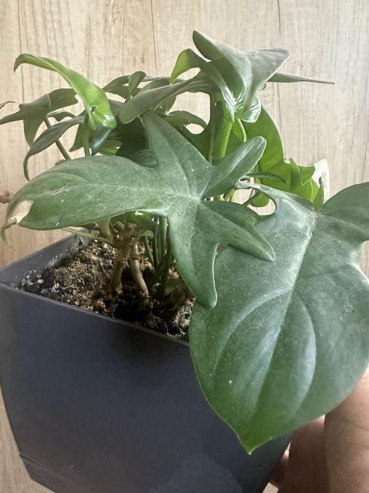 Филодендрон гитаровидный